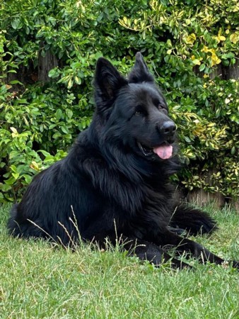 Deckrüde BRUNO Bruno